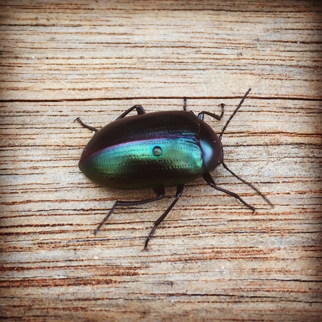 A shiny green-black beetle on a wood surface