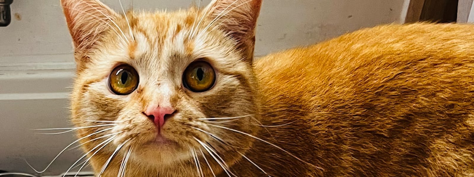 An orange tabby cat