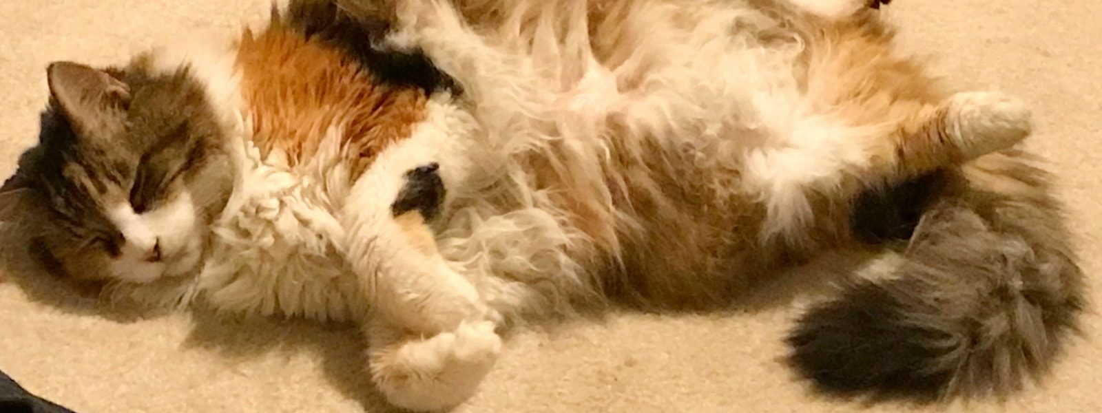 A fluffy calico cat showing her belly