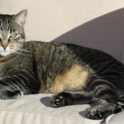 A gray tabby cat, looking like a boss on a white couch.