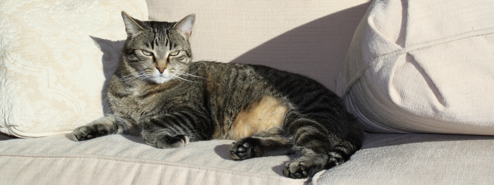 A gray tabby cat, looking like a boss on a white couch.