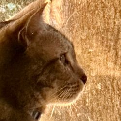 An orange tabby cat in a window, illuminated by the yellow-orange glow of the light outside.