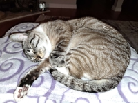 A gray tabby cat, curled up and sleeping peacefully.