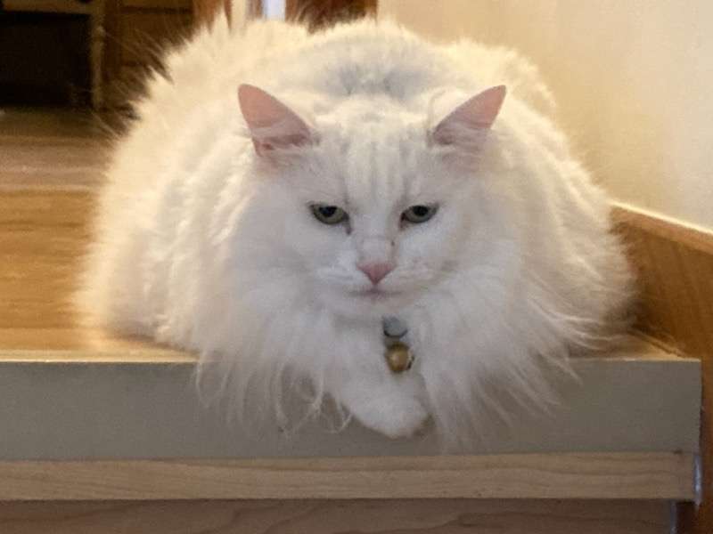 A fluffy white cat. Probably not actually George Fowlie.